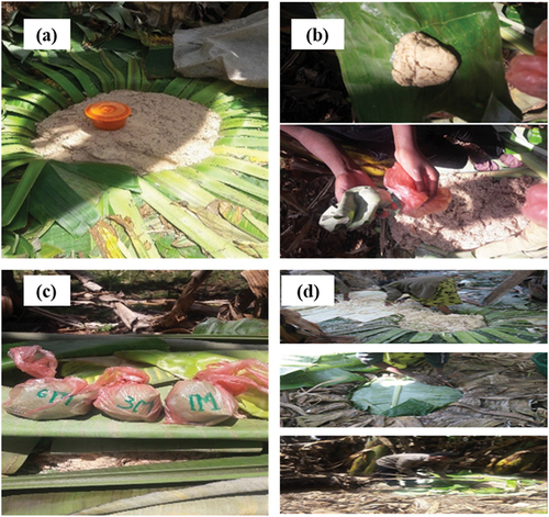 Figure 2. Sample collection and traditional Qotcho fermentation: Pit of fermentation for samples (Month-1, Month-3 and Month-6) (a), fermented mass wrapping with Enset leaves (koba) (b) and Samples of Month-1, Month-3 and Month-6 in polyethylene bag (c).