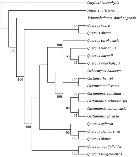 Figure 1. The ML phylogenetic tree based on 21 complete chloroplast genomes. Accession number: Corylus heterophylla (KX822769), Fagus engleriana (KX852398), Trigonobalanus doichangensis (KF990556), Quercus rubra (JX970937), Quercus aliena (KP301144), Quercus tarokoensis (MF135621), Quercus variabilis (KU240009), Quercus baronii (KT963087), Quercus dolicholepis (KU240010), Lithocarpus balansae (KP299291), Castanea_henryi (KX954615), Castanea mollissima (HQ336406), Castanopsis concinna (KT793041), Castanopsis echinocarpa (KJ001129), Castanopsis hainanensis (MG383644), C. fargesii (MK571045), Quercus spinosa (KM841421), Quercus sichourensis (MF787253), Quercus glauca(KX852399), Quercus aquifolioides (KP340971) and Quercus tungmaiensis (MF593893). The number on each node indicates the bootstrap value.