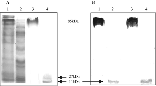 Figure 3.  Cation-exchange-chromatography-purified nLT on an SDS-polyacrylamide gel (3a) stained with Coomassie blue and (3b) on western blot. Lanes 1 and 2, supernatant of bacteria expressing nLT before and after 3 min boiling, respectively; lanes 3 and 4, elution fraction of nLT (42% NaCl) before and after 3 min boiling, respectively. Samples were loaded onto a 12% denaturing SDS-polyacrylamide gel. Anti-CT antibodies were used in the western blot.