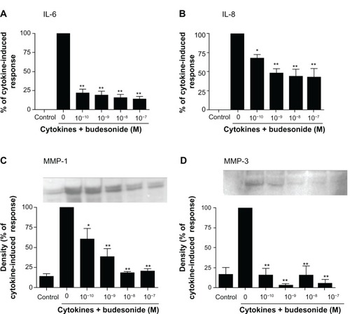 Figure 1 Budesonide inhibits release of cytokines and MMPs by human lung fibroblasts.Notes: HFL-1 cells were cultured until sub-confluence and treated with varying concentrations of budesonide for 30 minutes followed by stimulation with cytokines (IL-1β plus TNF-α, 1 ng/ml each). After 24 hours, medium was harvested for quantification of IL-6 (A) and IL-8 (B) by ELISA, and MMP-1 (C) and MMP-3 (D) by immunoblotting. (A and B): Effect on IL-6 and IL-8 release. Cell number was counted with a Coulter counter and the cytokine level was normalized to the cell number. Vertical axis: amount of IL-6 or IL-8 expressed as percentage of response in cytokines-only treated (IL-1β plus TNF-α) cells; horizontal axis: treatment with cytokines and varying concentrations of budesonide. Data presented are the mean ± SEM of three separate experiments. (C and D): Inset is an example of immunoblot image. In order to make quantitative comparisons, the same volume of media from each condition was harvested and precipitated for loading. Bar graphs presented are densitometric analysis of immunoblots expressed as the mean ± SEM of three separate experiments. Vertical axis: density of the image expressed as percentage of density in the cytokines-only treated group; horizontal axis: treatment with cytokines and varying concentrations of budesonide. *P < 0.05; **P < 0.01 compared to cytokines alone by one way analysis of variance followed by Tukey’s test.Abbreviations: ELISA, enzyme linked immunosorbent assay; IL, interleukin; MMP, matrix metalloproteinase; SEM, standard error of the mean; TNF, tumor necrosis factor.