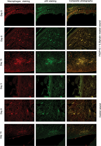 Figure 5. Tissue biopsy taken from FKDP + 0.1%Biph (3 upper panels) treated and control wounds (lower panel) immunolabeled for macrophages (red), p53 (green). Note the changes in immunoreactive cell numbers during the healing course (color online, black & white in print).