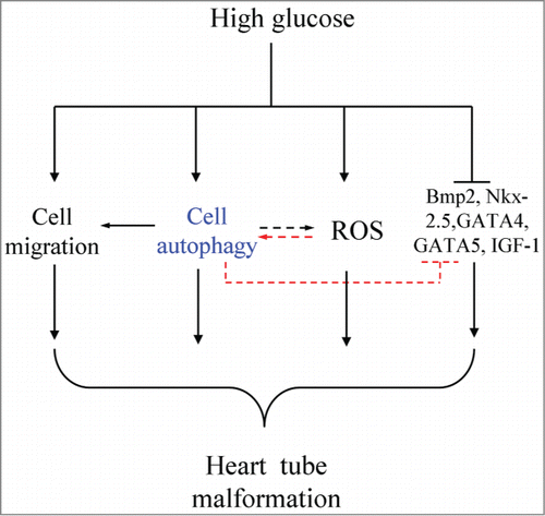 Figure 6. Model depicting the hypothesis for high-glucose-induced malformations of heart tubes. High glucose might cause the autophagic disturbance, abnormal cell migration, promoted ROS of the cardiac progenitors, heart tube formation-related gene expression, including BMP2, Nkx-2.5, GATA4 and GATA5, was also adversely influenced. It is well known that the excess ROS also can induce the autophagy even we did not prove it in this study. In sum, we suggested that excess cell autophagy induced by high glucose is the key factor for the heart tube malformation development.