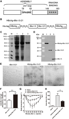 Figure 3 Establishment of recombinant virus-like particles. (A). Structural features of the constituent components of HBcAg. The bar represents the primary sequence of the full-length core protein c1–183 and the sequence of amino acids DPASRE indicates the c/e1 epitope. Additionally, the C-terminal basic domain (clusters of Arg residues) is symbolized by + signs. (B). Chimeric HBcAg-rBlo t 5–21 protein. Amino acids 1 to 149 of HBcAg are retained, then amino acids Pro-79 and Ala-80 of the central c/e1 epitope were replaced by the fusion protein rBlo t 5–21, flanked on both sides by Gly-rich linkers (G4S)2G4 and a 6×His tag was added to the N terminus. (C). prokaryotic expression and purification of recombinant protein HBcAg-rBlo t 5–21: M, Non-prestained protein marker (26610, ThermoFisher, USA); 1, bacterial lysate with no IPTG induction control; 2, bacterial lysate with IPTG induction; 3, chimeric HBcAg-rBlo t 5–21 protein purified by nickel column. (D). Western blotting analysis. M, prestained protein marker (26612, ThermoFisher, USA); 1, HBcAg-rBlo t 5–21 protein; 2, rBlo t 5–21 protein; 3, rBlo t 5 protein. (E). Protein detection by transmission electron microscopy. rBlo t 5–21 protein (left), HBcAg-rBlo t 5–21 protein (middle and right. Right: enlarge the black box.). The black arrows indicate virus-like particles formed by the HBcAg-rBlo t 5–21 protein. (F). The IgG levels of total serum in mice (serum diluted by 1:105, n = 6). Normal mice were randomly divided into two groups. The mice were immunized with different recombinant protein on day 0 and day 7, respectively, and sera were collected on day 21. (G). Curve of temperature change in mice. Asthmatic mice were induced by rBlo t 5–21 and randomly divided into two groups. The allergic mice were subcutaneously immunized with rBlo t 5–21 and HBcAg-rBlo t 5–21 twice with an interval of one week. A week after the treatment ended, allergic mice were challenged intravenously with 50 μg of rBlo t 5–21 per 100 µL PBS to induce anaphylaxis. Body temperatures were measured at regular intervals. (n = 3) (H). Temperature variation curve area statistic chart (n = 3). *, p < 0.05; **, p < 0.01.