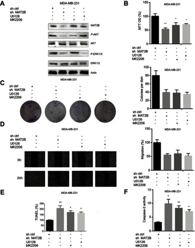 Figure 4 AKT and ERK signalling pathways are associated with MAT2B knockdown in TNBC cells. (A) MDA-MB-231 cells were treated with control shRNA, MAT2B shRNA, U0126, or MK2206, then harvested for western blots analyses. The data are from densitometric experiments illustrating P-AKT, AKT, P-ERK, and ERK protein expression in cells. (B) Cells were treated with control shRNA, MAT2B shRNA, U0126, or MK2206, then subjected to cell proliferation analyses. (C) Cells were treated with control shRNA, MAT2B shRNA, U0126, or MK2206, then subjected to a colony formation assay. (D) Cells were treated with control shRNA, MAT2B shRNA, U0126, or MK2206, then subjected to a wound-healing assay. (E, F) Cells were treated with control shRNA, MAT2B, shRNA, U0126, or MK2206, then subjected to TUNEL and caspase-3 activity assays. *p<0.05, **p<0.01.