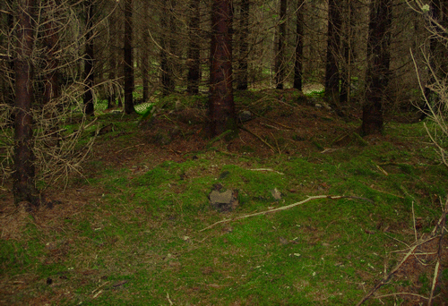 Figure 4. The house foundation at Skottan, with the remains of the chimney overgrown with trees. Photo: Eva Svensson.