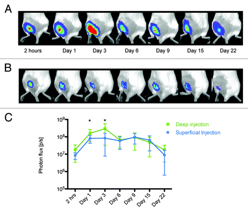 Figure 2. Measurement of luminescence in mice receiving deep and superficial injections. The activity of luciferase was monitored by in vivo bioluminescent imaging of mice receiving Luc gene by deep (A) or superficial (B) injections. The images represent a composite of luminescence data (photons/sec) overlaid with a photograph of the subjects. Deep injections resulted in higher and longer-lasting expression of luciferase (C).