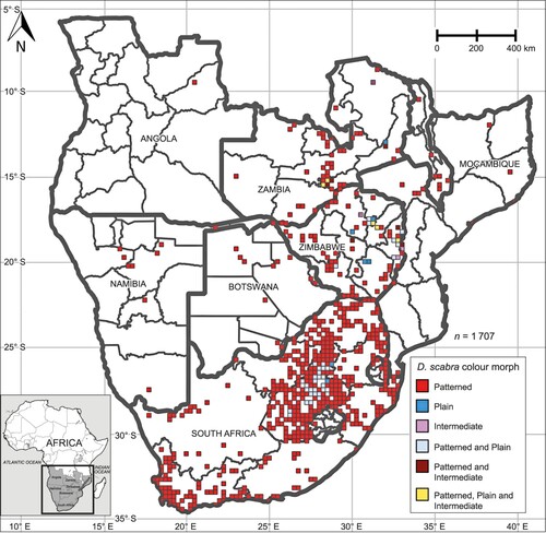 Figure 2. Distribution records of patterned, plain, and intermediate Dasypeltis scabra across some sub-Saharan African countries from observations shared online via community science platforms (n = 826) and social media (n = 130), with data from museum specimens (n = 749), and one locality from the literature (Schmidt Citation1999: n = 2).