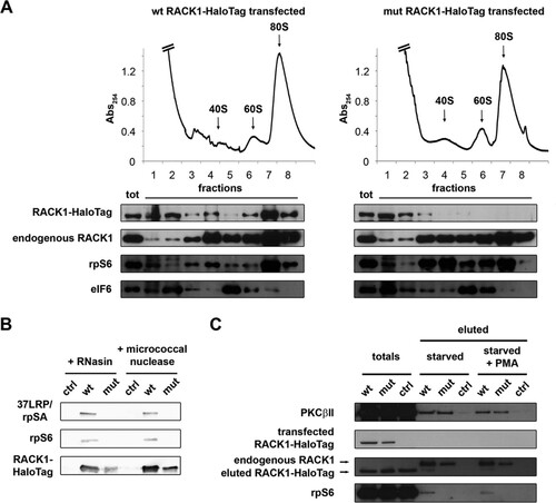 FIG 4 R36D K38E mutant RACK1 does not bind ribosomes efficiently. (A) Ribosome profiles coupled with Western blots show the distribution of RACK1-HaloTag in the profile fractions. rpS6 and eIF6 were used as markers of the 40S and 60S ribosomal subunits. Note the absence of mutant RACK1 from polysomes. (B) Western blotting was performed to assess the abilities of HaloTag-labeled wild-type and mutant RACK1 to copurify with 40S ribosomal proteins under conditions of mRNA degradation. (C) The ability of PKCβII to copurify with wild-type and mutant RACK1-HaloTag, independently of RACK1 binding to ribosomes, is shown by Western blotting on eluted samples. PMA, phorbol myristate acetate.