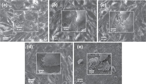 Figure 5. SEM images revealing the morphology of MG63 cells attached to the material surface after 5 days of culture: (a) PHA, (b) FPHA0.25, (c) FPHA0.50, (d) FPHA0.75, and (e) FPHA1.00. Insets show magnified views.