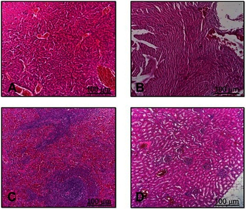 Figure 10 Histopathological sections of (A) liver, (B) heart, (C) spleen and (D) kidney in the treatment group. H&E stain, ×100.