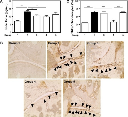 Figure 4 TNFα expression.Notes: (A) TNFα concentrations were determined by ELISA in tissue homogenates of knee joints. (B) Immunostaining of TNFα-positive chondrocytes (black arrows). (C) Total and positive-stained chondrocytes were counted and presented as percentages. Values are the means ± SEM of eight mice (groups 1–4) and five mice (group 5). Statistical significance was assessed by unpaired Student’s t-test, *P<0.05, **P<0.01, ***P<0.001. Group 1: normal control; group 2: CAIA control; group 3: CAIA mice treated with CH-DEAE15/siRNA-TNFα nanoparticles; group 4: CAIA mice treated with folate-PEG-CH-DEAE15/siRNA-TNFα nanoparticles; group 5: CAIA mice treated with siRNA-TNFα.Abbreviations: CAIA, collagen antibody-induced arthritis; CH, chitosan; CTX-II, C-terminal telopeptide type II collagen; DEAE, diethylethylamine; ELISA, enzyme-linked immunosorbent assay; PEG, polyethylene glycol; SEM, standard error of the means; TNFα, tumor necrosis factor-alpha.