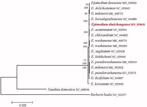 Figure 1. Phylogenetic tree produced by maximum likelihood (ML) analysis base on chloroplast genome sequences from 18 species of Epimedium, Nandina and Berberis. Shown next to the nodes are bootstrap support values based on 1000 replicates.
