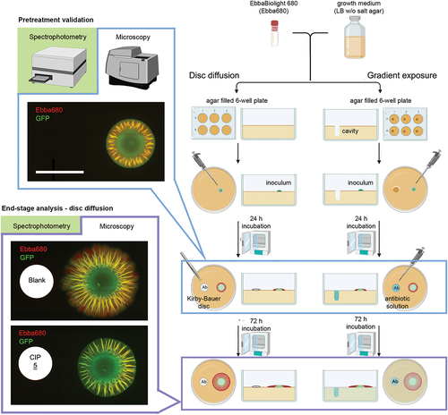 Figure 8. Workflow of optotracer-based biofilm-ASTs. The optotracer EbbaBiolightTM680 is added to biofilm-promoting nutrient agar, here LB without salt agar, which is added to the wells of 6-well plates. To perform disc diffusion tests, 10 μl inoculum from a GFP-expressing Salmonella culture in exponential phase is placed on top of the agar 10 mm off-center in each well. Following incubation at 28°C for 24 h, formation of pre-treatment biofilms is validated by automated fluorescence microscopy and pre-treatment data is collected. The physical dimensions of the biofilm are measured in phase contrast images, and the amount of ECM-curli is quantified by spectrophotometric recordings. Antibiotic-containing Kirby-Bauer discs are then placed 10 mm from the center of pre-treatment biofilms using blank discs as control. Following incubation at 28°C for 72 h, end-stage analysis of the biofilms is performed as described for the pre-treatment validation. Embedded images show images from automated fluorescence microscopy of mock- (Blank) and ciprofloxacin (CIP)-treated biofilms. To perform gradient exposure for dose-response analysis, a cavity is created in the EbbaBiolightTM680-supplemented agar, positioned 10 mm off-center in the 6-well plates. The experimental procedure for pre-treatment and end-stage analysis follows the same process, except that antibiotic exposure is initiated by addition of 80 μl antibiotic in solution to the cavities. Adapted from Eckert et al. 2022 [Citation132], (open access CC by 4.0).