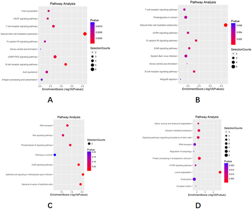 Figure 6. KEGG analysis of the differential expression of circRNA.