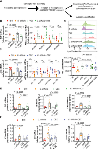 Figure 8. Attenuation of Mitf downregulation, lysosome dysfunction, and pro-inflammatory cytokine expression in colonic macrophages by vitamin D3 and carbamazepine in the murine CDI model. (A) Workflow of isolation of colonic macrophages is shown. (B-C) Effects of CDI without or with pre-treatment of (B) vitamin D3 (VD3; 2300 IU/kg by oral gavage) and (C) carbamazepine (CBZ; 50 mg/kg by oral gavage) every other day for 2 weeks on mRNA expression of MITF and the four lysosomal proton pump subunits in isolated colonic macrophages are shown (pooled from three batches of experiments; BHI group, n = 9; C. difficile group, n = 9; CBZ or VD3 group, n = 6 each; C. difficile with CBZ or VD3 group, n = 9 each). (D) Effects of CDI without or with pre-treatment of vitamin D3 or carbamazepine on mean fluorescence intensity (MFI) of LysoTracker Red staining in isolated colonic macrophages are shown. (E-F) Effects of CDI without or with pre-treatment of (E) vitamin D3 and (F) carbamazepine on mRNA expression of Il1b, Il8 and Cxcl2 in isolated colonic macrophages are shown.