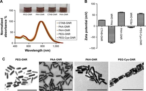 Figure 2 Characterization of GNR of different surface chemistry as labeled.Notes: (A) UV-vis absorption spectra of GNR suspensions (real picture of GNR vials is shown in the inset). (B) Effective surface charge of GNR functionalized with different ligands. (C) TEM images of GNR of different surface chemistry. Scale bar =200 nm.Abbreviations: CTAB, cetyltrimethylammonium bromide; GNR, gold nanorods; PAA, polyacrylic acid; PAH, polyallylamine hydrochloride; PEG, polyethylene glycol; TEM, transmission electron microscope; UV-vis, ultraviolet–visible.