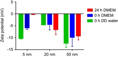 Figure S1 The stability of different sized gold nanoparticles (AuNPs) using zeta potential. The zeta potential of different sized AuNPs were measured in DD water, in DMEM with 10% fetal bovine serum for 0 h and 24 h, respectively.Abbreviation: DD, double distilled.