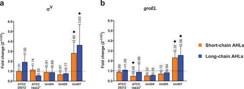 Figure 6. Differential expression of membrane-stress-related genes in biofilms of E. faecalis exposed to AHLs. Histograms display the transcription levels of σV (a), and groEL (b) as fold-changes calculated by the 2−∆∆Ct algorithm (y-axis). Differential expression from biofilms exposed to short-chain ALHs is displayed by orange bars and that of biofilms exposed to long-chain ALHs by blue bars. Bars show mean fold-change values and whiskers represent SEM (n = 4 biological replicates). The value of each mean is indicated above whiskers. The dotted line at y = 1 defines the expression level of each gene in the calibrator condition, normalised to the expression of the 16S rRNA gene. Black diamonds (♦) mark fold-changes in transcripts levels that were considered biologically relevant. Statistical comparisons between conditions were assessed with Mann–Whitney tests (α = 0.05).