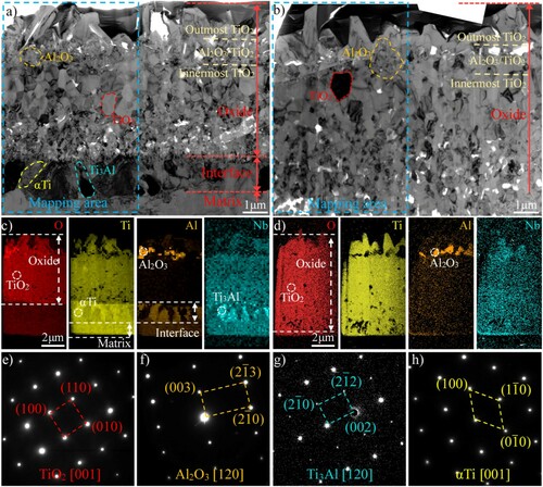 Figure 3. TEM analysis of Ti67 alloy after oxidation for 24h: (a) TEM image of the oxide scale and matrix on HAB; (b) TEM image of the oxide scale on non-HAB zone; (c,d) EDS elemental mappings for the selected area in a and b and (e-h) SAED patterns of different phases.