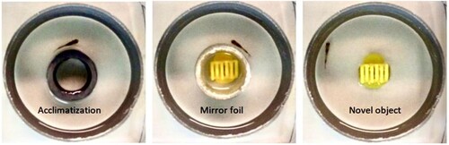 Figure 1. Graphic representation of the laterality test. Acclimatization, mirror test with mirror foil in the tube and novel object. Second age group representation with yellow hair clip, while for the first age group there was a silver wire.