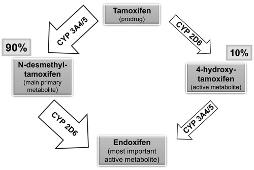 Figure 1. Main metabolism pathways of tamoxifen into its active metabolite endoxifen. CYP, cytochrome P.