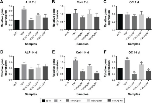 Figure 7 Relative gene expression levels of cells on each sample at days 7 and 14: (A and D) ALP, (B and E) Col-I, and (C and F) OC gene expression levels.Notes: All values are reported as mean ± SD (n=3). Data were normalized to the β-actin mRNA expression level and converted to the fold change relative to cells on the control sample (cp-Ti). *P<0.05 and **P<0.01.Abbreviations: Col-I, collagen-I; cp-Ti, commercially pure Ti; d, days; NT, nanotubes; OC, osteocalcin; TNT, titanium nanotubes.