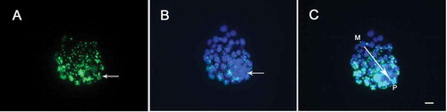 Figure 3. Phagocytic analysis of microspheres by day 6 blastocyst under fluorescence microscopy. (A) Granulated green fluorescence emitted by phagocytosed microspheres. Long arrow shows inner cell mass (ICM) region, where green fluorescence intensity is higher. (B) TE and ICM nuclei staining with DAPI. Long arrow shows ICM location, where blue nuclei are densely packed. (C) Merged images of A and B. The polar-mural axis is indicated by the single-headed arrow. P: polar; M: mural; Bar = 20 μm; 140 x 34 mm (300 x 300 DPI).