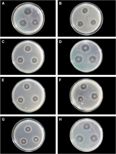 Figure 5 Antibacterial activity of AgNO3 and biosynthesized Ag-NPs.Notes: (A) Pseudomonas aeruginosa (5 mg/mL of AgNO3), (B) Proteus vulgaris (10 mg/mL of AgNO3), (C) Klebsiella pneumoniae (10 mg/mL of AgNO3), (D) P. aeruginosa (5 mg/mL of Ag-NPs), (E) K. pneumoniae (5 mg/mL of Ag-NPs), (F) P. vulgaris (10 mg/mL of Ag-NPs), (G) K. pneumoniae (10 mg/mL of Ag-NPs), (H) P. aeruginosa (10 mg/mL of Ag-NPs).Abbreviations: AgNO3, silver nitrate; Ag-NPs, silver nanoparticles.