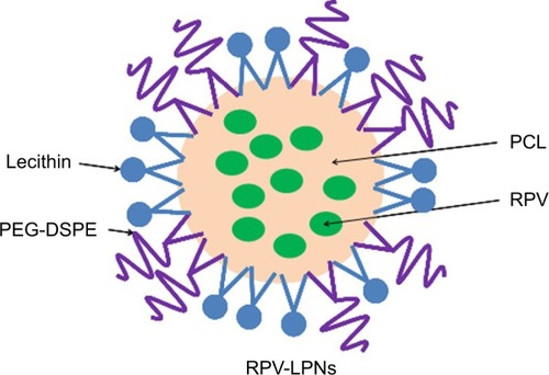 Figure 1 The composition and schematic diagram of RPV-LPNs.Notes: RPV-LPNs were prepared by the w/o/w double emulsification method. PCL, PEG-DSPE and lecithin as lipophilic surfactant were dissolved in acetone. RPV was dissolved in sodium dodecyl sulfate solution to form the internal aqueous phase. The resultant nano-emulsion was poured into a Pluronic® F-127 solution and was sonicated again for 5 minutes in an ice bath.Abbreviations: PEG-DSPE, poly(ethylene glycol)-distearoylphosphatidylethano lamine; PCL, poly-ε-caprolactone; RPV, ropivacaine; LPNs, lipid-polymer hybrid nanoparticles.