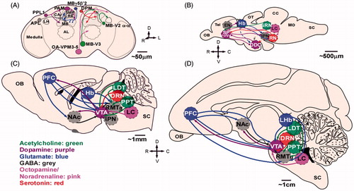 Figure 1. Reward circuitry across species: schematic of rostral view of fly brain (A) and midsaggital views of zebrafish (B), rodent (C), and primate (D) brains. For clarity only some of the projections are shown and only the main neurotransmitter is represented within each brain region (co-expression is not shown). A legend for neurotransmitter color code is included: green, acetylcholine; purple, dopamine; gray, GABA; blue, glutamate; pink, octopamine/noradrenaline; red, serotonin. Dotted lines represent presumed connectivity. Abbreviations: APL: anterior paired lateral neuron; CA: calyx; CC: cerebellum; CRE: crepine neuropil; DDC: dopaminergic diencephalic cluster; DPM: dorsal paired medial neuron; DRN: dorsal raphe nucleus; IPN: interpeduncular nucleus; LHb: lateral habenula; LH: lateral horn; LDT: laterodorsal tegmentum; LC: locus coeruleus; MB: mushroom bodies; MO: medulla oblongata; NAc: nucleus accumbens; OB: olfactory bulb; OT: optic tectum; PAM: dorsomedial anterior protocerebral; PFC: prefrontal cortex; PPT: pedunculopontine tegmentum; RN: raphe nucleus; rRC: rostral raphe complex; RMTg: rostromedial tegmental nucleus; SC: spinal cord; SMP: superior medial protocerebrum; SP: subpallium; SRN: superior reticular nucleus; Tel: telecephalon; Vd: dorsal nucleus of ventral telencephalic area; VTA: ventral tegmental area; Vv: ventral nucleus of ventral telencephalic area.