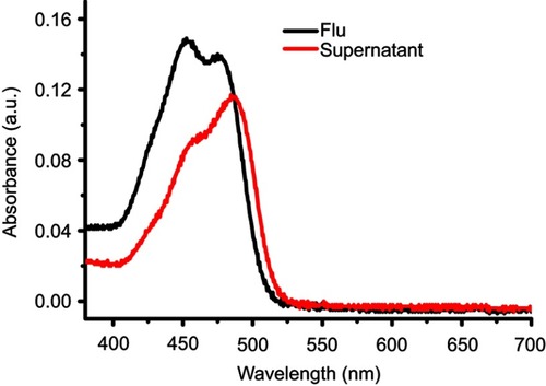 Figure S5 The UV-Vis absorbance of Flu before or after loaded into the MSN.Abbreviations: UV-Vis, Ultraviolet-Visible; Flu, fluorescein; MSN, mesoporous silica nanoparticles.