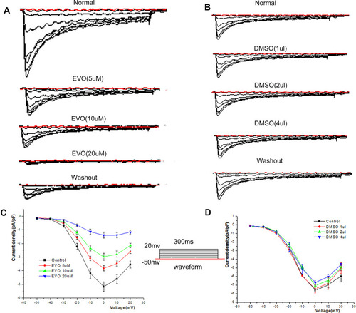 Figure 7 Effect of EVO and DMSO on the I‐V relationship of I Ca, L. (A and B) The raw traces of whole‐cell recordings in response to a series of depolarizing voltage pulses from a holding potential of −50 mV to +20 mV before (normal) and after application of EVO (5,10 and 20μM), DMSO (1,2 and 4ul). (C and D) The representative effects of EVO (5,10 and 20μM), DMSO (1,2 and 4ul) on the I‐V relationship of L-type calcium channel. N=5/group.