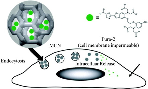 Figure 11. A structurally ordered MCN synthesized using a MCM-48 type MSN as the template. This MCN material could serve as a transmembrane delivery vehicle for the intracellular release of a cell membrane impermeable fluorescence dye, Fura-2, inside human cervical cancer cells (HeLa). Adapted with permission from Kim et al [Citation88]. Copyright© 2008, American Chemical Society.