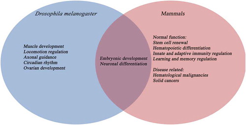 Figure 3. Comparison between the function of TET proteins in D. melanogaster and mammals