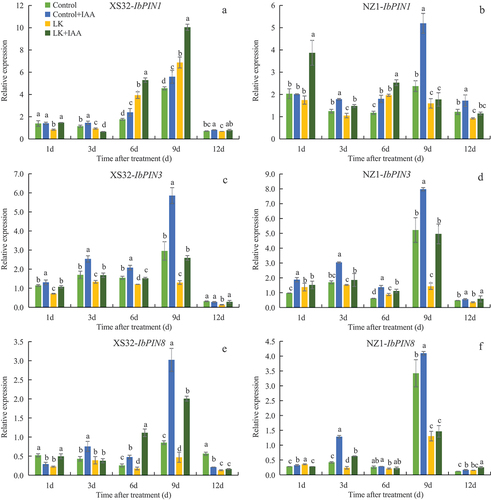 Figure 6. Effects of exogenous IAA on expression levels of auxin transport genes in roots of sweetpotato under different K+ levels. (a and b) expression of IbPIN1; (c and d) expression of IbPIN3;(e and f) expression of IbPIN8. Data are means ± standard deviation (n = 3), different letters (a, b and c, etc.) on columns indicate significant differences between treatments on the same day (P < 0.05, Duncan’s test).