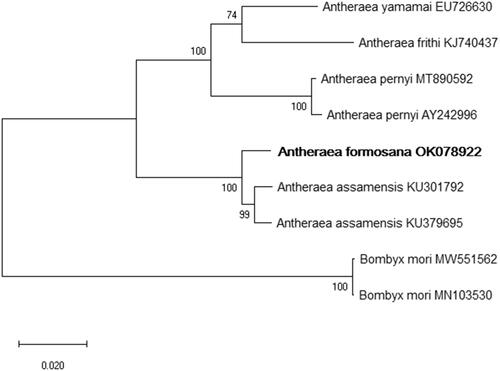 Figure 1. The maximum likelihood (ML) phylogenetic tree indicates the relationship between Antheraea formosana and four other Antheraea species. Bombyx mori was used as an outgroup. GenBank accession numbers of each species are listed in the tree. The numbers on the branch lengths are bootstrap values.