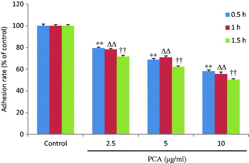 Figure 2. Effects of portulacerebroside A on adhesive ability of HCCLM3 cells. The cells were pre-treated with various concentrations of portulacerebroside A (PCA) for 12 h in a 96-well plate and the adhesion rate of the cells was determined at 0.5 h, 1 h, and 1.5 h. **,ΔΔ, ††p < 0.01 compared with the control group. Data are expressed as the mean ± SD, n = 6.