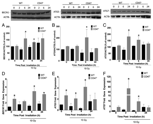 Figure 4. Deficiency of CD47 regulates BECN1, ATG5 and ATG7 gene expression. WT and CD47-deficient Jurkat T cells were cultured in complete medium and exposed to a 10 Gy dose of ionizing radiation. Cells were harvested at 0, 2, 6 and 24 h after IR. Protein and gene expression for BECN1 (A and D), ATG5 (B and E) and ATG7 (C and F) were measured by western blot hybridization and real time PCR, respectively (n = 3, Student’s t-test *p < 0.05).