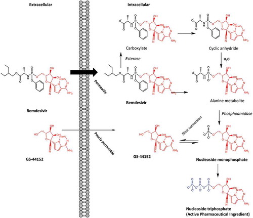 Figure 4. Remdesivir and GS-44,152 metabolism to nucleoside triphosphate with antiviral properties as a potential treatment for COVID-19