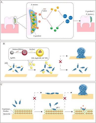 Figure 4. Schematic illustration of strategies for regulating biofilm formation. A dual-functional LH12 for regulation of oral biofilm (Jiang et al. Citation2023). B inhibition of P. aeruginosa biofilm formation by LbL Ag@AM_AC NPs. (Ivanova et al. Citation2020). C dual-functional surface for prevention of biofilm formation (Zou et al. Citation2021).