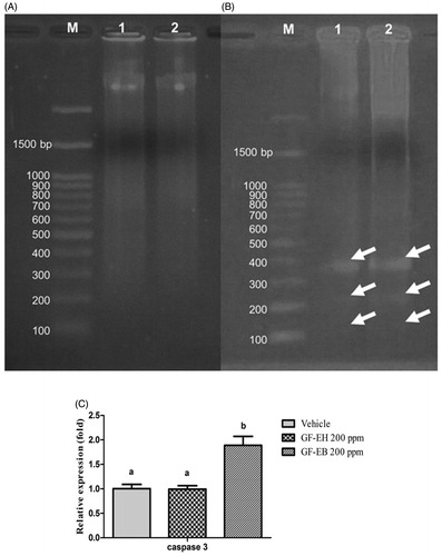 Figure 3. DNA and RAN analysis of DU145 cells after treated with G. formosanum extracts. (A) DNA fragmentation analysis of DU145 cells treated with GF-EH (200 ppm) and (B) cells treated with GF-EB (200 ppm) (white arrow indicates the DNA fragmentation). M stands for Marker, and lanes 1 and 2 stands for G. formosanum extracts; (C) Relative caspase 3 gene expression of DU145 treated with or without 200 ppm G. formosanum extracts for 48 h. Significant difference (p < 0.05) between various groups is presented as (B).