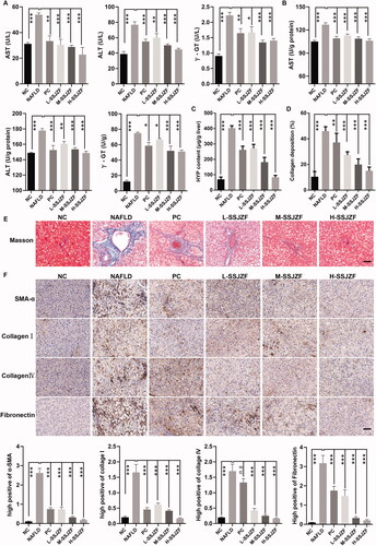 Figure 2. SSJZF treatment relieved hepatic function damage and fibrosis in rats with NAFLD (n = 6 per group). NAFLD: non-alcoholic fatty liver disease; SSJZF: Shen-Shi-Jiang-Zhuo formula; NC: normal control; PC: positive control; L-SSJZF: NAFLD rats treated with low dose SSJZF group; M-SSJZF: NAFLD rats treated with middle dose SSJZF group; H-SSJZF: NAFLD rats treated with high dose SSJZF group; AST: Aspartate aminotransferase; ALT: Alanine aminotransferase; γ-GT: γ-glutamyl transpeptidase. (A) The content levels of AST, ALT, and γ-GT in serum of rats were analysis by an automatic biochemistry analyser. *p < 0.05, **p < 0.01, ***p < 0.001. (B) The content levels of AST, ALT, and γ-GT in liver tissues of rats were analysis by an automatic biochemistry analyser. *p < 0.05, **p < 0.01, ***p < 0.001. (C) The liver fibrosis marker hydroxyproline content was measured by Hydroxyproline Content assay kit. (D) The collagen relative deposition was evaluated by Masson staining. (E) The representative Masson stain diagrams. Bar = 50 μm. (F) Immunohistochemical results showed that the reduced expressions of hepatic fibrosis by SSJZ treatment corresponded to a reduction in hepatic gene expression of fibrosis markers (α-SMA, collagen I, collagen IV, and fibronectin). Bar = 50 μm.