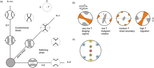 Fig. 4  Pole diagrams showing quartz c-axes/quartz (001) reflection patterns produced by (a) pure shear (Flinn diagram) and (b) simple shear (Schmid & Casey Citation1986) with the prism a poles in orange; (c) positions different types of quartz c-axis maxima, modified from Sander (Citation1950).