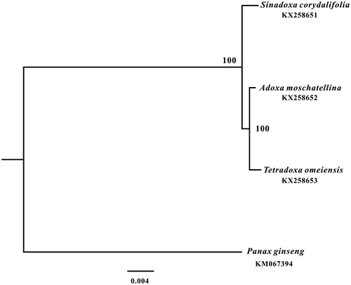 Figure 2. Phylogenetic relationships of Adoxaceae based on the complete chloroplast genomes.