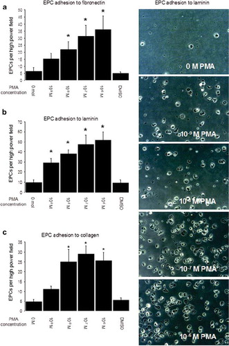 Figure 3. EPC adhesion on extracellular matrix after short-term PMA activation. EPCs were incubated on fibronectin, collagen or laminin for 1 hour, and nonadhered cells were removed by washing plates 3 times with PBS+/+. Photos show representative fields of view (×200 magnitude) of EPC adhering to laminin. Graph a shows EPC adhesion to fibronectin, Graph b shows EPC adhesion to laminin, and Graph c shows EPC adhesion to collagen (all experiments n = 6). Stars indicate significant difference vs. control; for p < 0.05 groups were considered to be significantly different.
