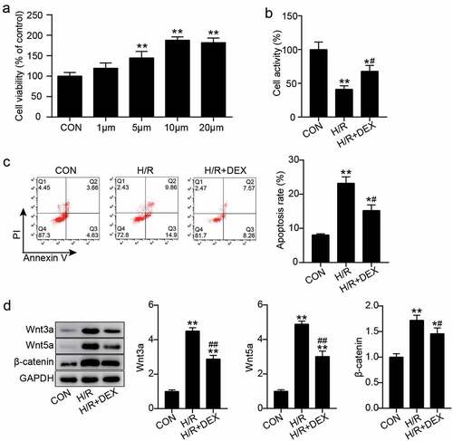 Figure 1. Dex pretreatment promotes the viability of H9C2 cells under H/R and inhibits apoptosis and inactivate Wnt/β-catenin pathway (a). The cell viability in H9C2 treated with different concentrations of Dex (0, 1, 5, 10 and 20 μM) were assessed by CCK-8. (b). The H9C2 cell viability in control, H/R, and H/R + DEX were assessed by CCK-8. (c). FITC-PI kit was employed to assess cell apoptosis in H9C2 induced utilizing H/R or DEX. (d). Western blotting was utilized to measure Wnt3a, Wnt5a and β-catenin protein levels in H9C2 induced by H/R or DEX. CON, control; H/R, hypoxia/reoxygenation; Dex, dexmedetomidine. N = 3 for each group. *P < 0.05, **P < 0.001 vs. CON; #P < 0.05, ##P < 0.001 vs. H/R.