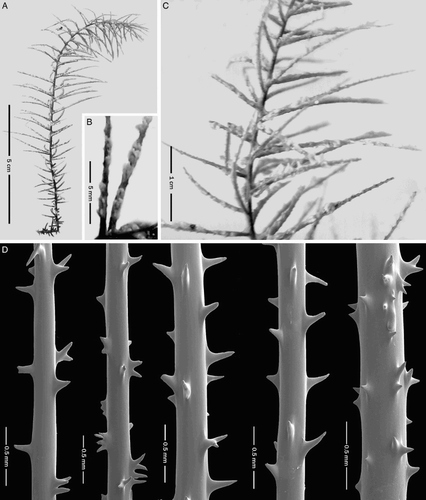 Figure 13 Parantipathes robusta n. sp., holotype, NIWA 4318 (schizoholotype, USNM 1174706/SEM stub 353). A, Colony; B, polyps; C, close-up view of pinnules; D, spines on pinnules.