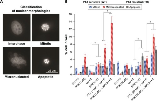 Figure 4 Analysis of treatment outcome by nuclei morphology.Notes: (A) Representative images of Hoechst-stained cells classified into interphase, mitotic, micronucleated, and apoptotic cells based on nuclear morphologies. (B) Percentage of MCF-7 WT and TR cells classified as mitotic, micronucleated, and apoptotic after corresponding treatments. Remaining cells for each treatment were in interphase. At least 1,000 cells were analyzed for each treatment condition. Statistical information: ¥significant difference from each other. Refer to Table 2 for P-values. Table 2 Statistical analysis of treatment outcome by cellular morphologyDownload CSVDisplay TableAbbreviations: ext, external; HT, hyperthermia; PTX, paclitaxel; SPION, superparamagnetic iron oxide nanoparticles; TR, taxol resistant; WT, wild type.