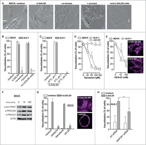 Figure 2. rLGALS9 is internalized via clathrin-dependent endocytosis mediated by PRKC and MAP2K1. (A) MDCK cells were treated with rLGALS9 (300 nM) in the presence or absence of α-lactose (40 mM) or sucrose (40 mM) or blocking anti-LGALS9 monoclonal antibody (mAb; 10 μg/ml). Representative light microscopy pictures were taken after 1 h of treatment. (B) Quantification of the percentage of cells having visible vacuoles in MDCK and DLD-1 cells upon 1 h treatment as described in (A). (C) MDCK and DLD-1 cells were treated with rLGALS9 (300 nM) for respectively 1 h and 6 h at 37°C vs. 0°C at pH 7 or pH 5, after which vacuolization was quantified. (D) MDCK and DLD-1 cells were pre-incubated for 1 h with the indicated concentrations of Dynasore (or DMSO solvent control), after which vacuolization induced by rLGALS9 (300 nM) was determined. (E) MDCK and DLD-1 cells were pre-incubated for 1 h with the indicated concentrations of UCN-01 after which vacuolization induced by rLGALS9 (300 nM) was determined. Representative fluorescent pictures (using rLGALS9–594) illustrate the cellular distribution of rLGALS9. (F) Western blot detection of different PRKC isoforms in rLGALS9 (300 nM) treated MDCK cells. (G) MDCK cells were pretreated with RAF1 inhibitor GW5074 (50 μM, 48 h pre-incubation), BRAF inhibitor Dabrafenib (200 nM, 48 h pre-incubation), and MAP2K inhibitor U0126 (100 μM, 2 h pre-incubation) and subsequently treated with rLGALS9 (300 nM), after which the percentage of cells with visible vacuoles was quantified. Representative fluorescence pictures (using rLGALS9–594) illustrate the cellular distribution of rLGALS9 with or without U0126 pretreatment. (H) MAP2K1-deficient DLD-1 cells were treated with rLGALS9 for 6 h after which vacuole formation was quantified.