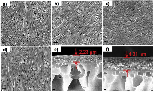 Figure 2. SEM upper images of polymeric membrane coated with oriented halloysite and cross-section for HNT-PSS-10 mg/mL (a, b, and e), HNT-PSS-20 mg/mL (c, d, and f) coating showing correlation of the nanoclay concentration and its layer thickness. Reproduced with permission from [Citation18], copyrights by American Chemical Society, 2016.